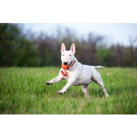   LIKER Line 9 Line - játék (labda szalaggal,narancssárga) kutyák részére (9cm/35cm)