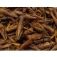 Trópus Dried Grasshopper - kiegészítő eleség (szárított szöcske) rágcsálók,madarak, sünik és hüllők részére (40g)