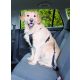Trixie Car Harness - biztonsági öv kutyák részére - L - (70-90cm/25mm)