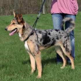 KT:Trixie 1301 EasyWalk hám S