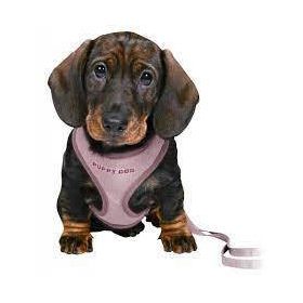   Trixie Junior Puppy Soft Harness with Leash - hám és póráz (világos lila) kölyök kutyák részére 26–34 cm/10mm, 2m