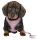 Trixie Junior Puppy Soft Harness with Leash - hám és póráz (világos lila) kölyök kutyák részére 26–34 cm/10mm, 2m