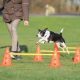 Trixie Sporting Obstacle Set - agility akadály (ugró akadály) kutyák részére (23cm x 30/78cm)
