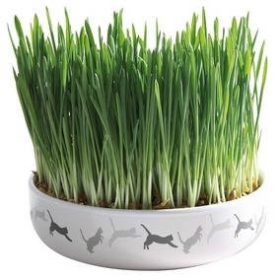   Trixie Ceramic Bowl whit Cat Grass - macskafű kerámiatálban.  15×4 cm (50g)