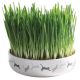 Trixie Ceramic Bowl whit Cat Grass - macskafű kerámiatálban.  15×4 cm (50g)
