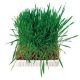 Trixie Small Animal Grass - kiegészítő eledel (fű) rágcsálók részére (100g)
